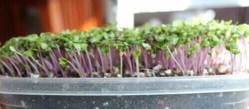 what are microgreen plants