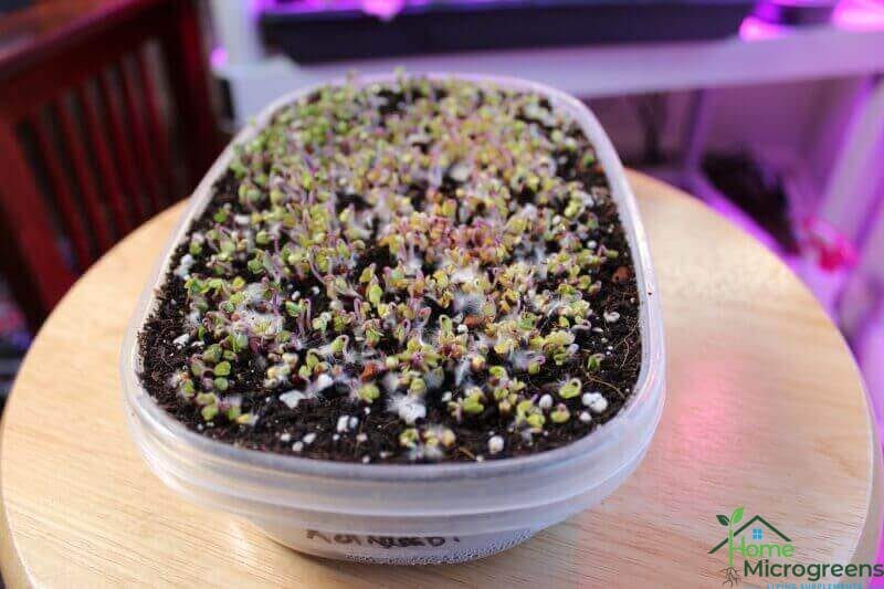 growing microgreens for beginners