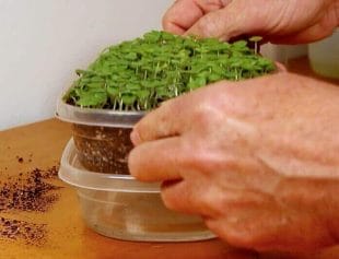 watering microgreens from the bottom