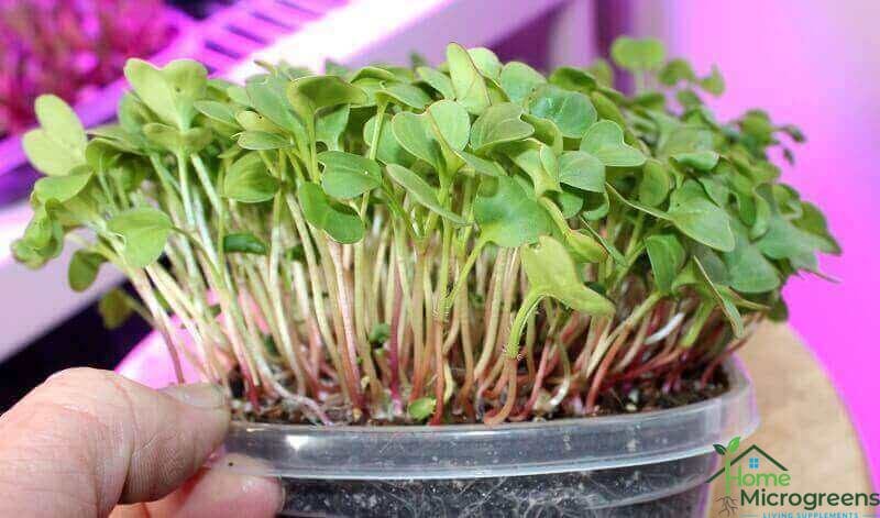 radish microgreens showing stems