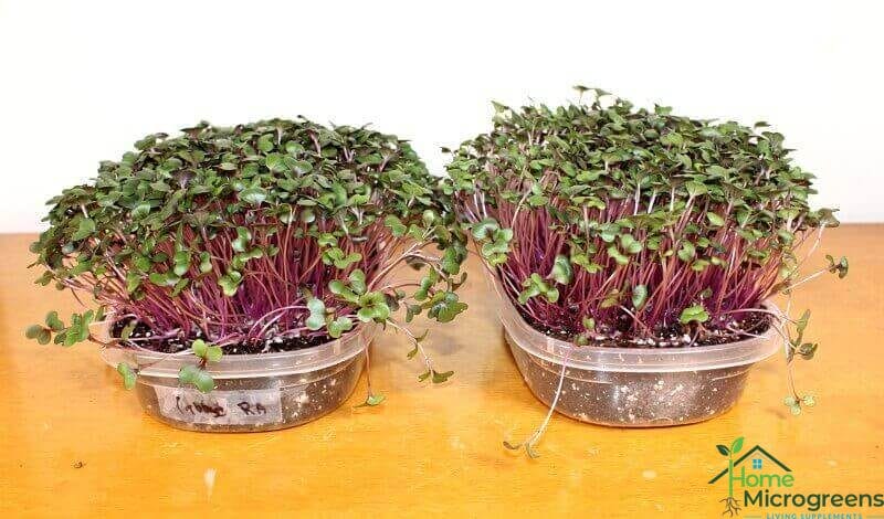 red acre cabbage microgreens