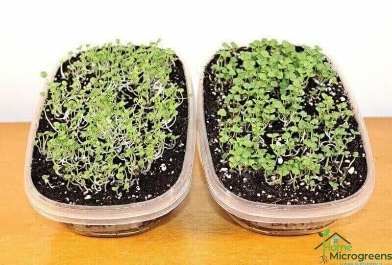 basil microgreens grown under LED grow lights