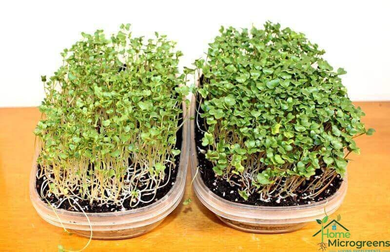 broccoli microgreens