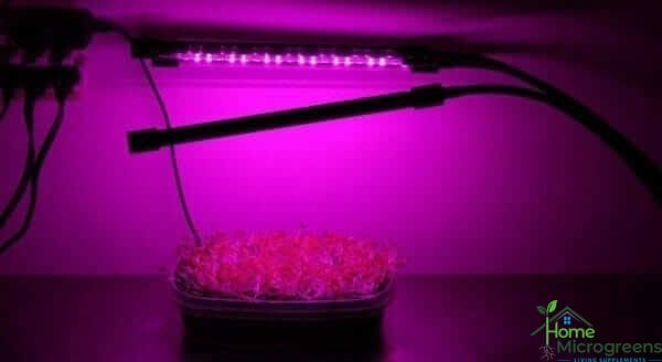 LED Grow Lights for Microgreens at home