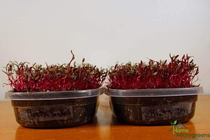 beet microgreen seeds day 7