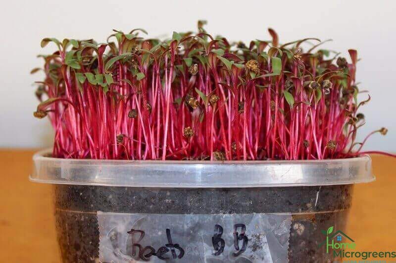 growing beet microgreen seeds