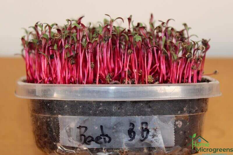 growing beet microgreen seeds
