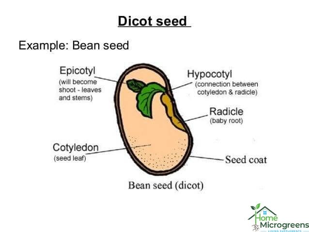 bean cotyledons