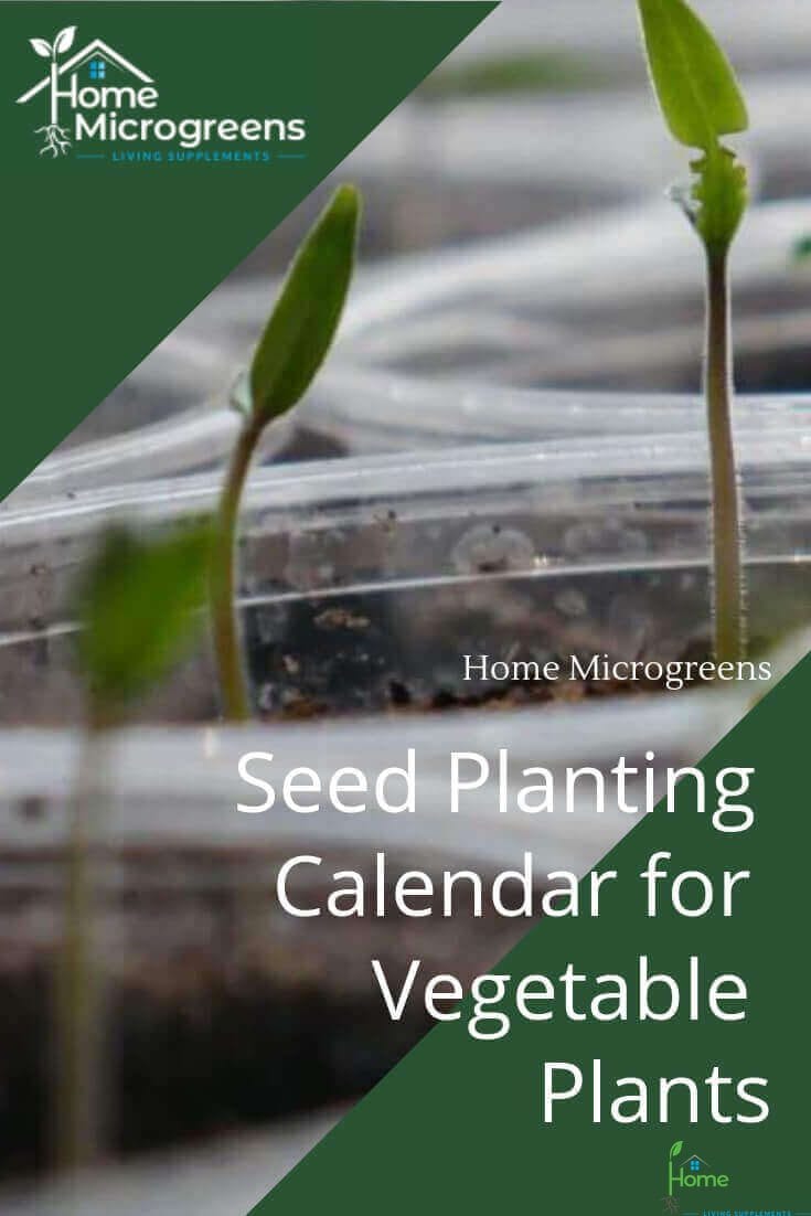 when to plant vegetable seeds