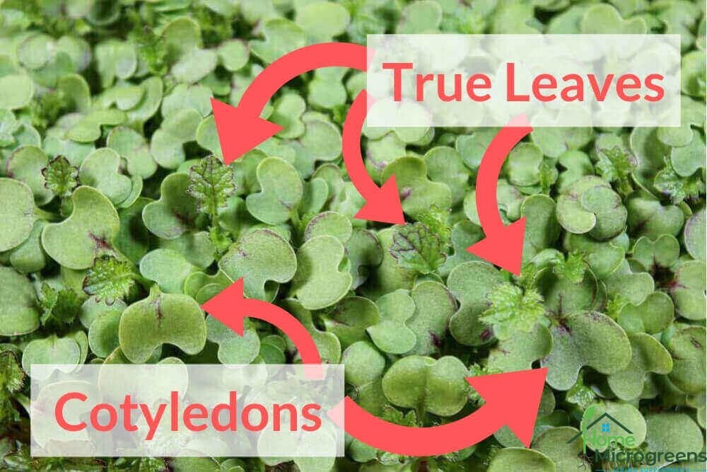 What are true leaves on this mustard microgreen