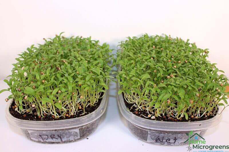 15 day old cilantro microgreens