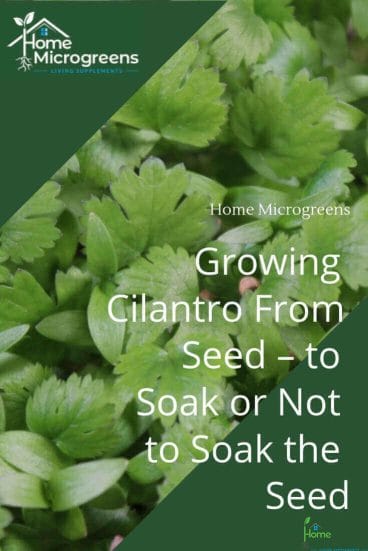 grow your own cilantro microgreens