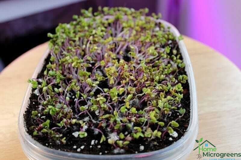 purple vienna kohlrabi microgreens