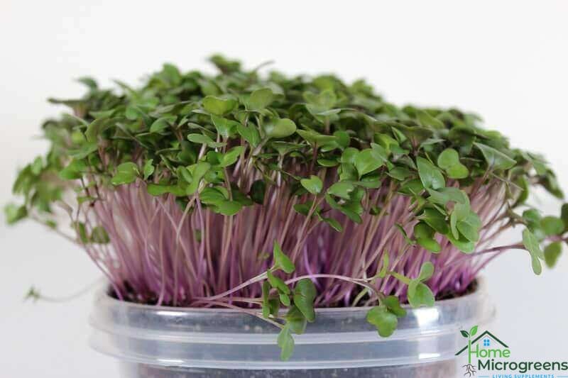 Purple vienna kohlrabi microgreens ready for harvest