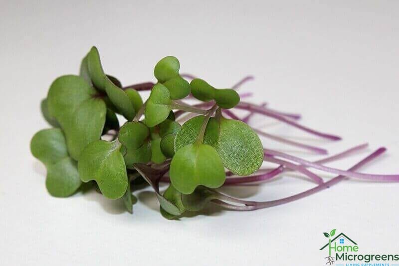 purple vienna kohlrabi-microgreens harvested