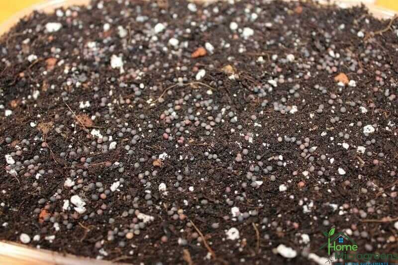 kohlrabi microgreen seeds