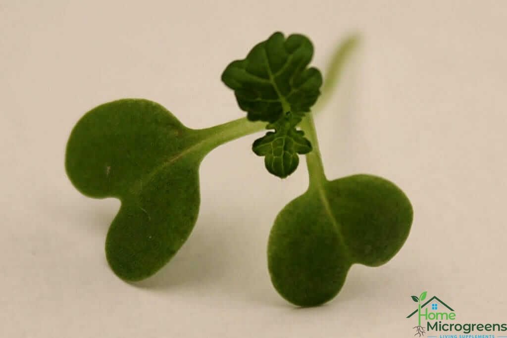 what are microgreen true leaves