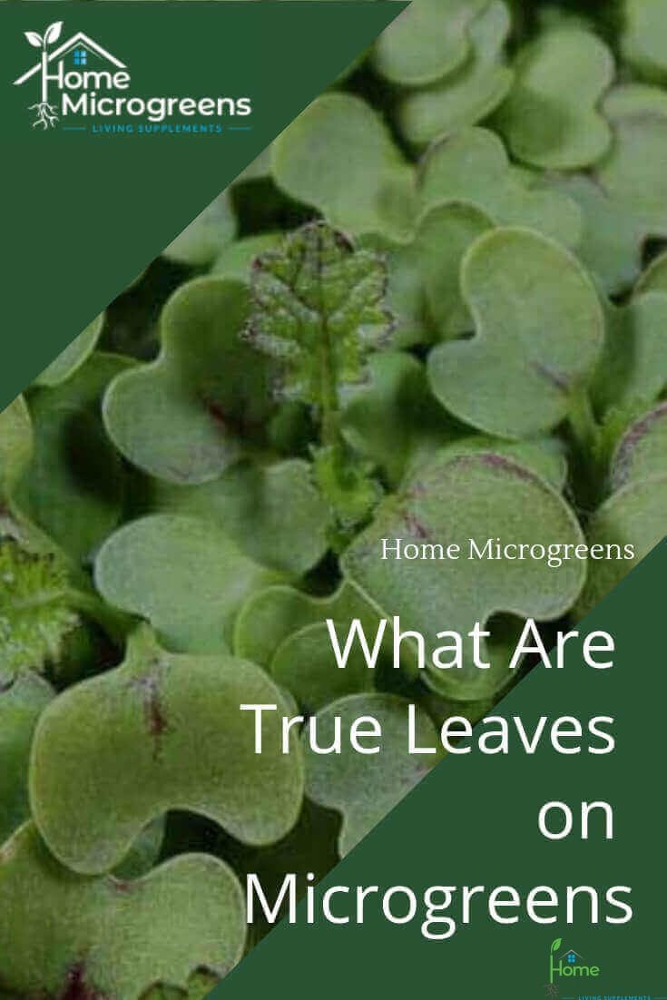 microgreen true leaves