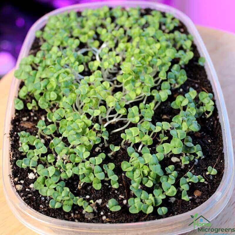genovese basil microgreens 5-days after planting