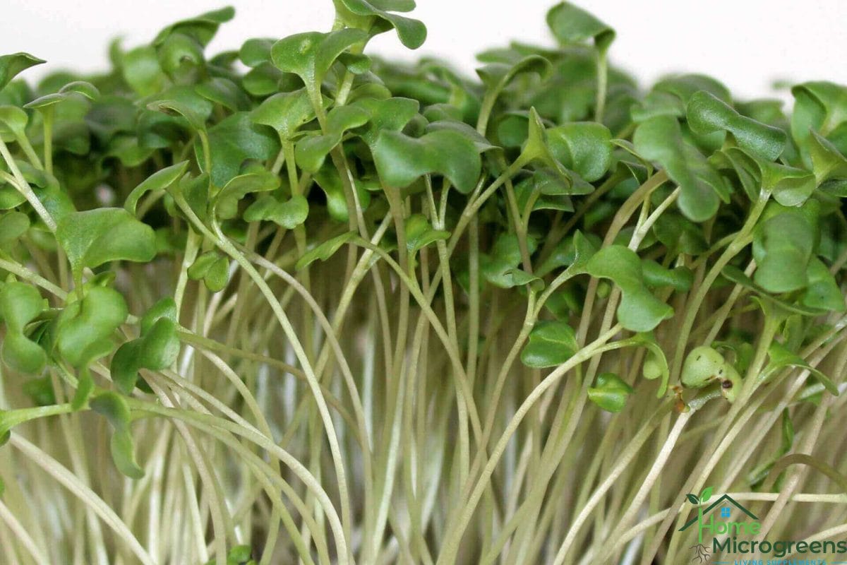 how to grow broccoli microgreens