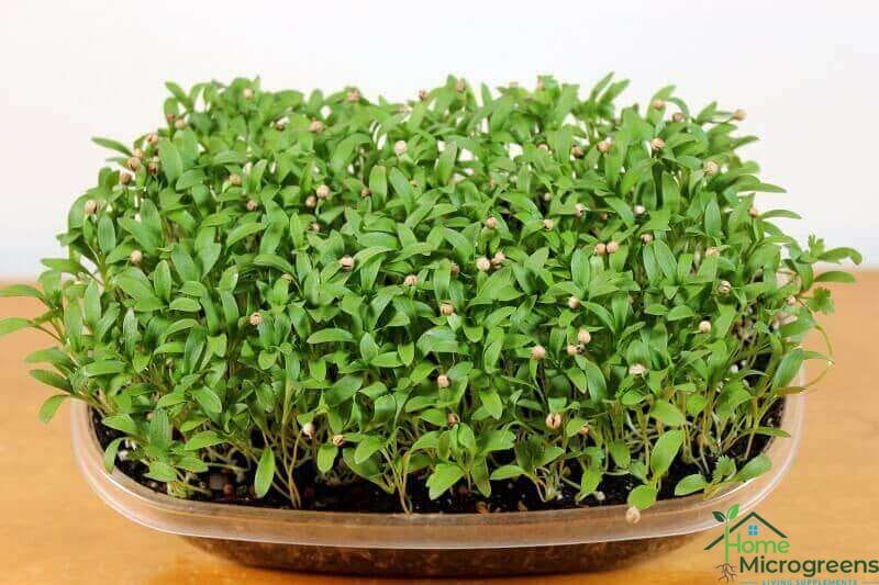 cilantro microgreens fifteen days after planting