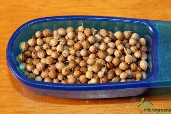 cilantro microgreen seeds per tray