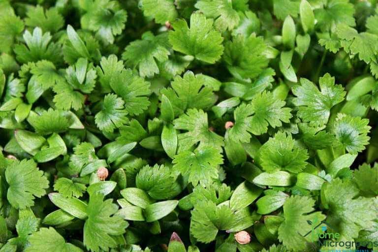 how to grow cilantro microgreens