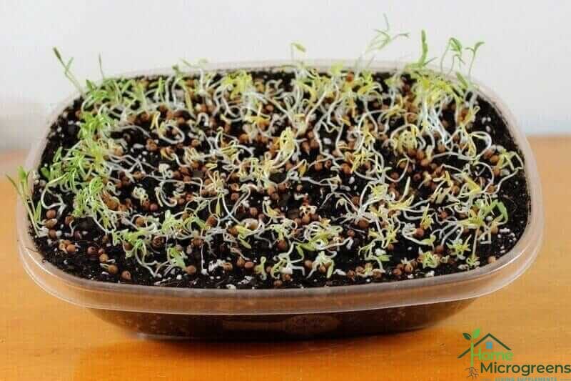 growing cilantro microgreens