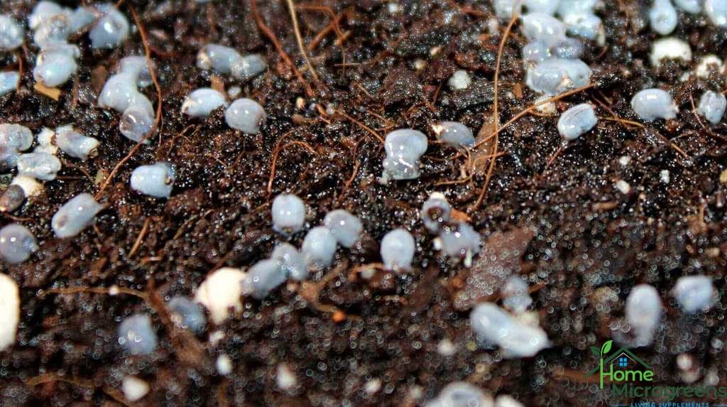 how to grow mucilaginous seeds