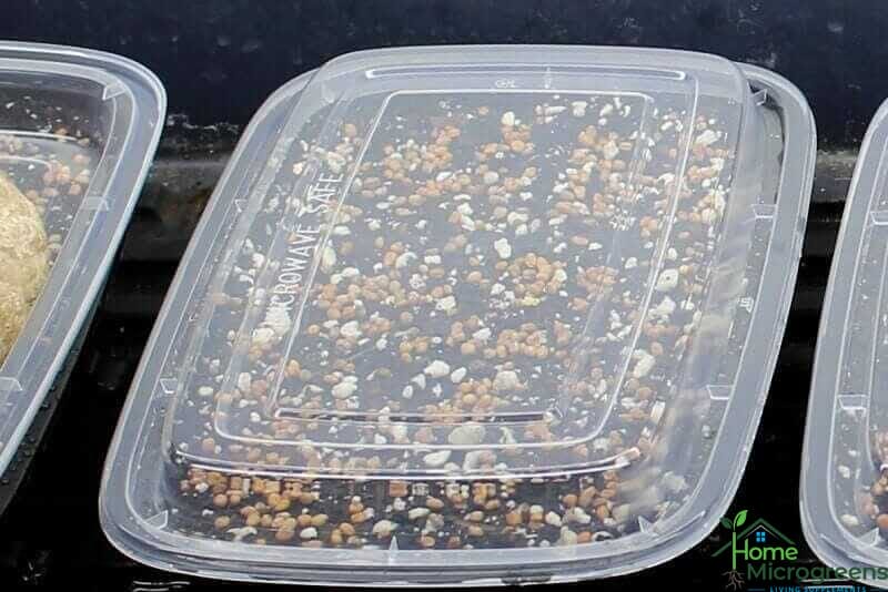 no weight added to microgreen seeds