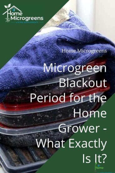 keeping microgreens under blackout