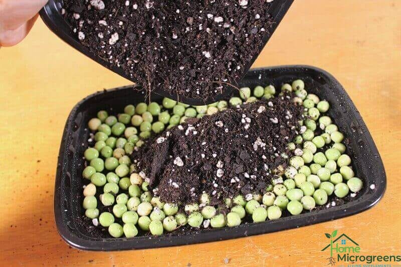 covering pea seeds with soil