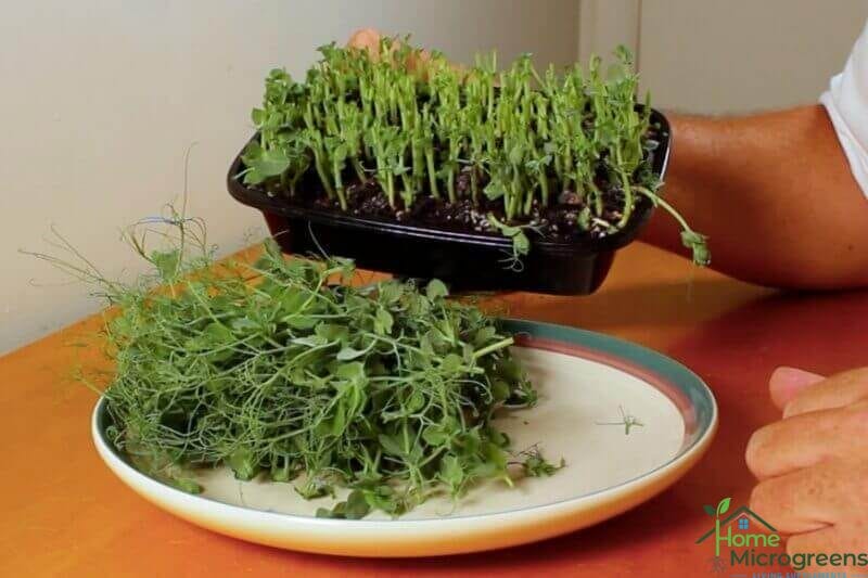 pea shoots after harvest
