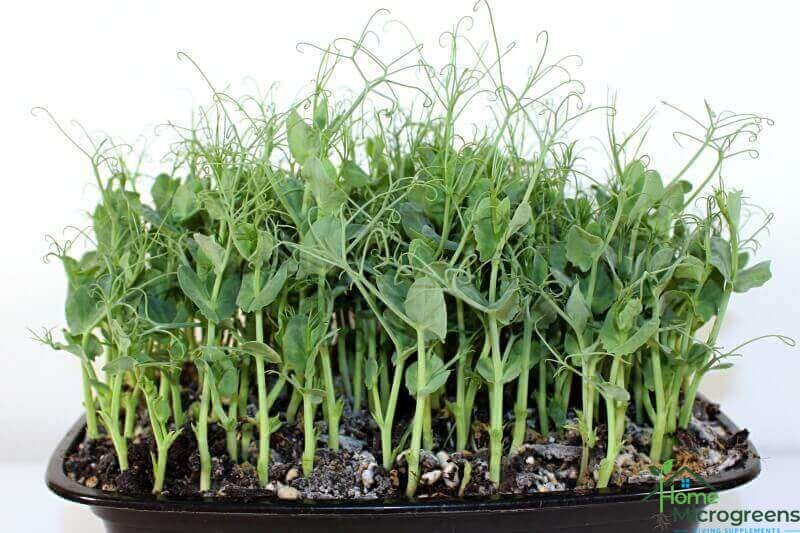 how to grow pea shoots or pea microgreens