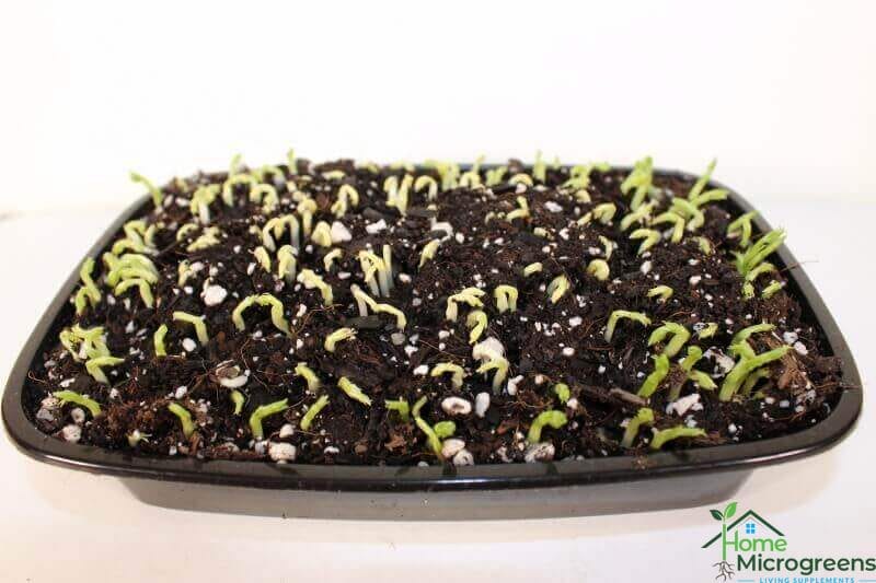 how to grow pea shoots day 3