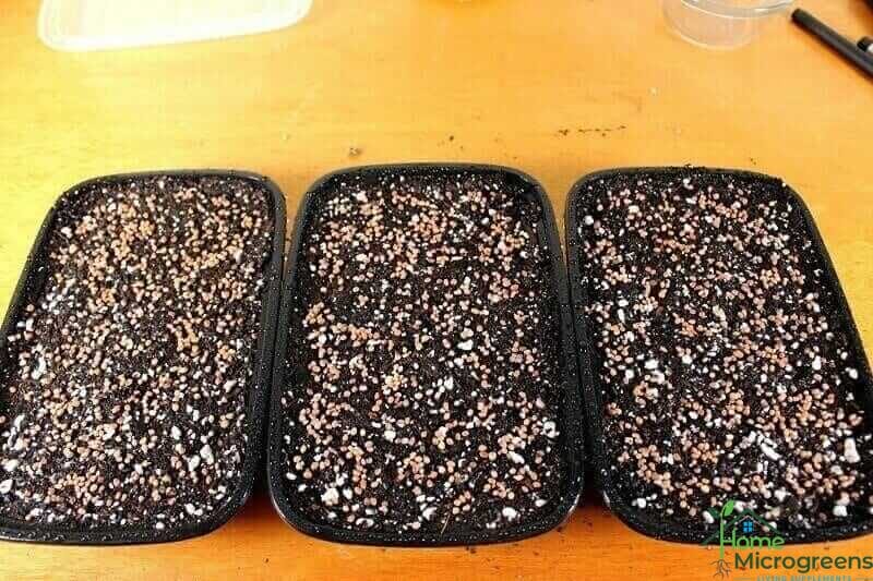 radish microgreen seeds
