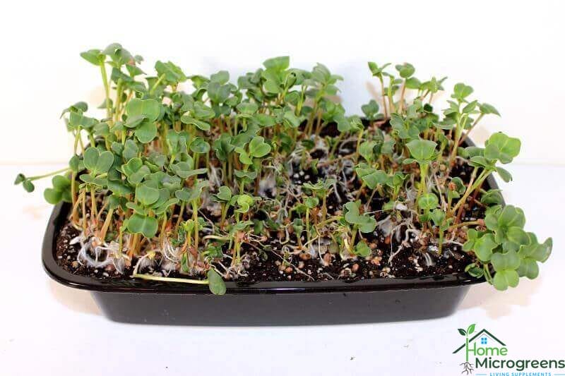 radish microgreens grown in blackout but no weight