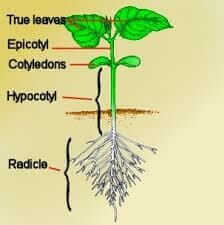 Plant parts diagram