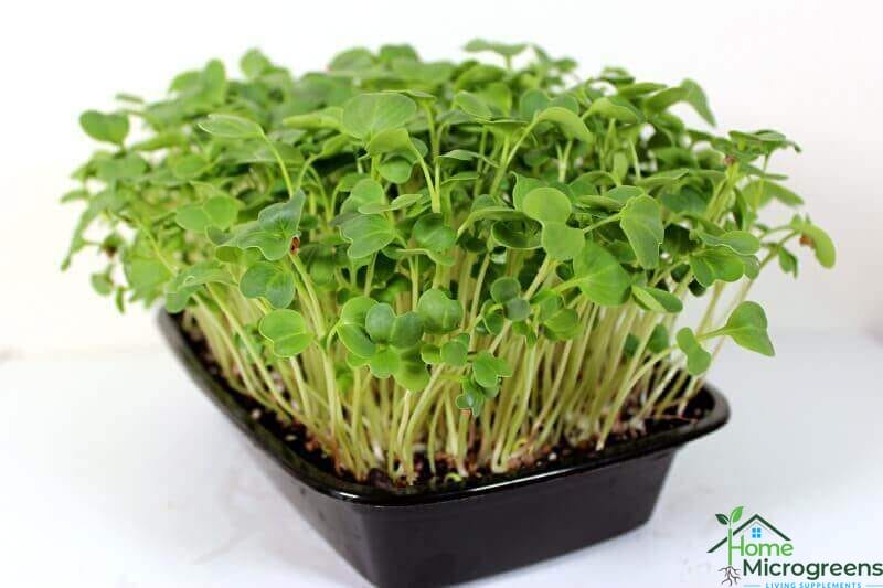 how to grow radish microgreen