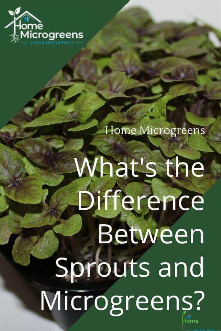 Sprouts or microgreens?