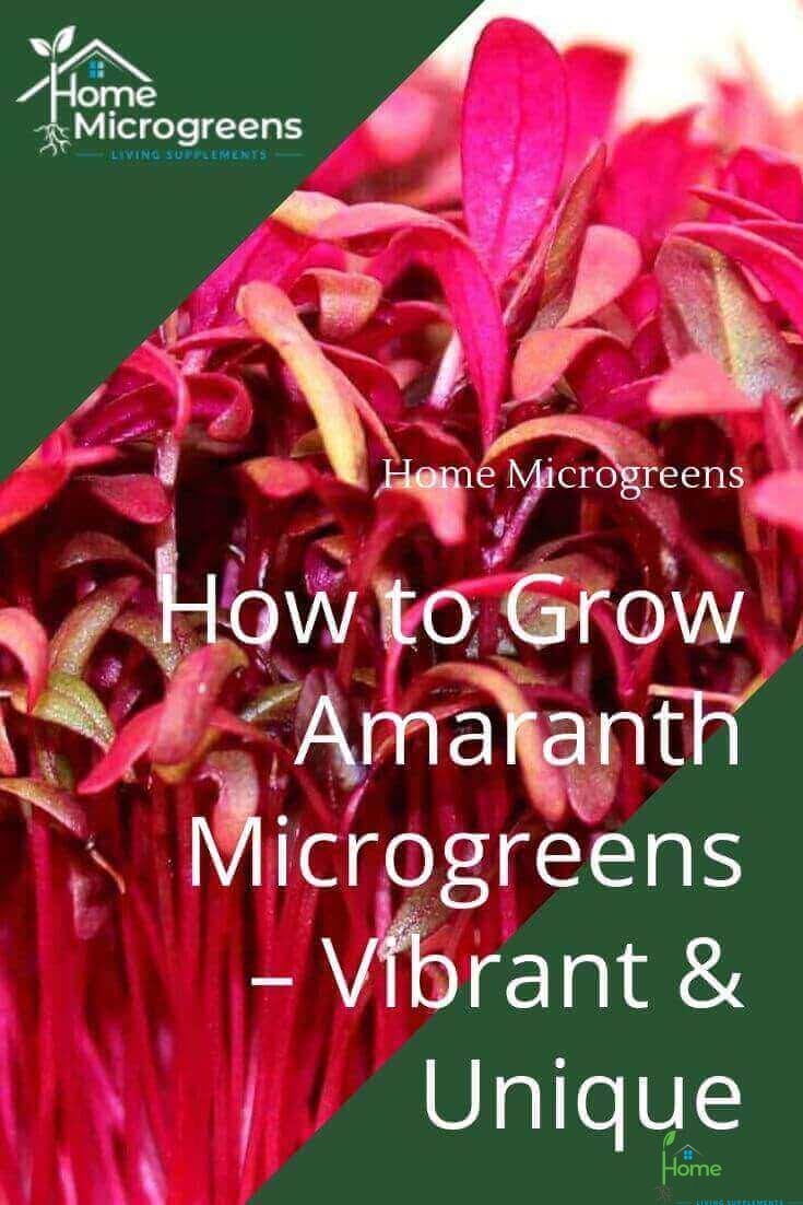 how to grow amaranth microgreens