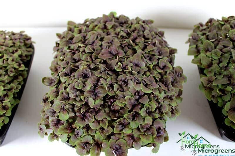 Basil microgreens grown in Coco Loco Mix after 25 days
