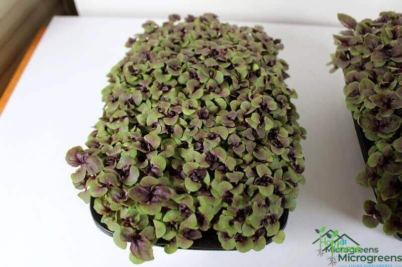 Basil microgreens planted in coconut coir
