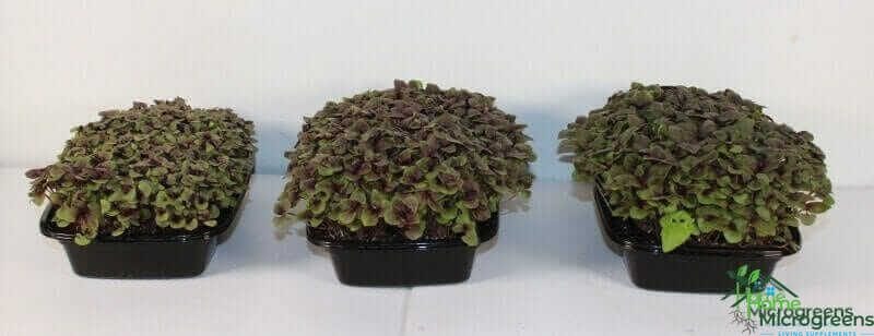 Red Rubin Basil 25 days after planting in, left to right, pure coconut coir, Coco Loco Mix, and Happy Frog Mix