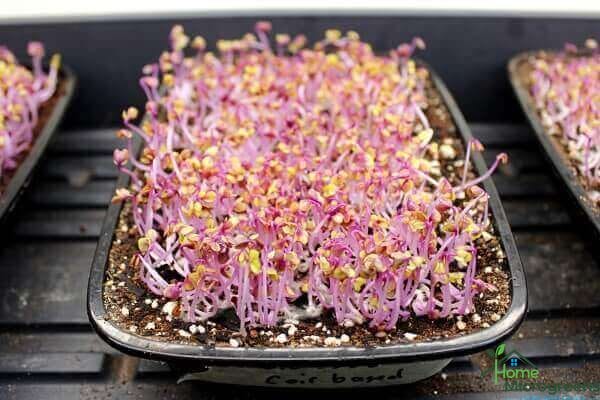 Best soil for microgreens coir based mix on day 4