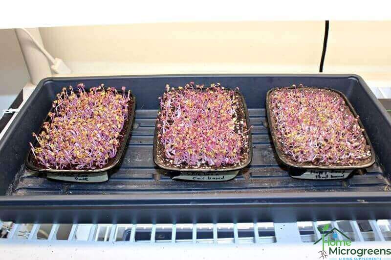 best soil for microgreens on day 4