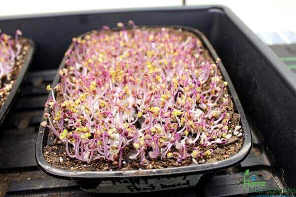 best soil for microgreens peat based mix on day 4