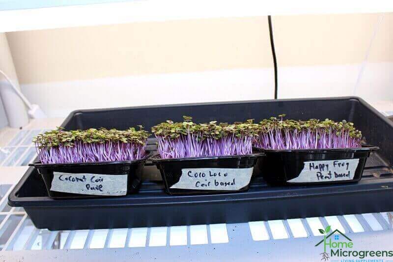 Side-view of the soil for microgreens test on Day 5