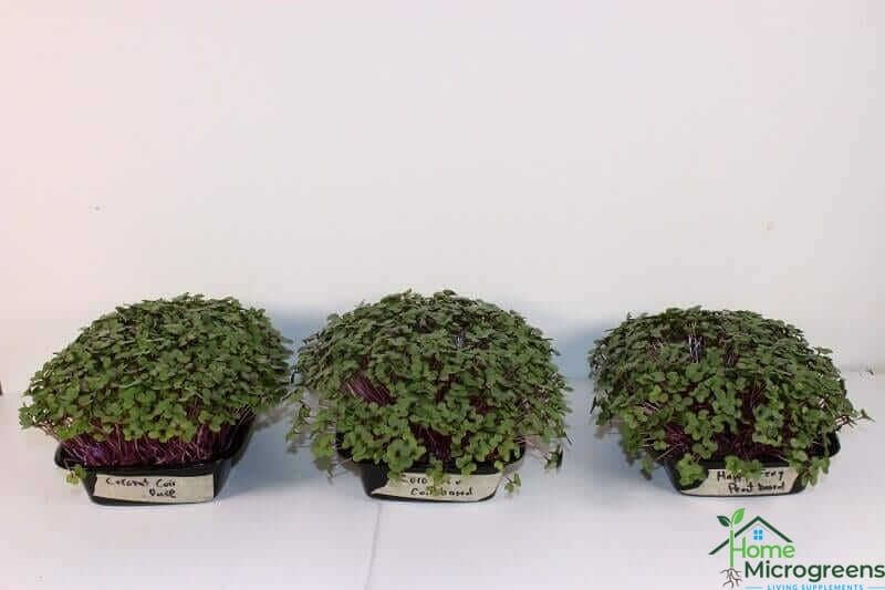 microgreens grown in three different soil mixes
