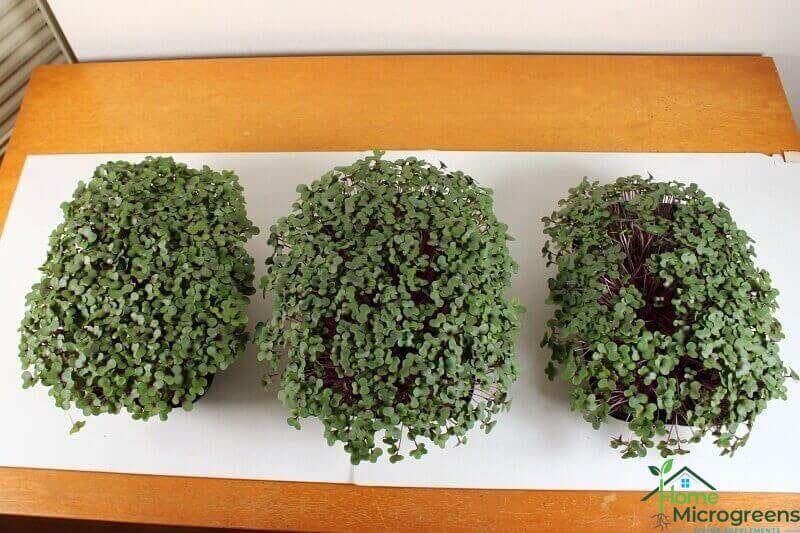 Soil for microgreens size comparison 